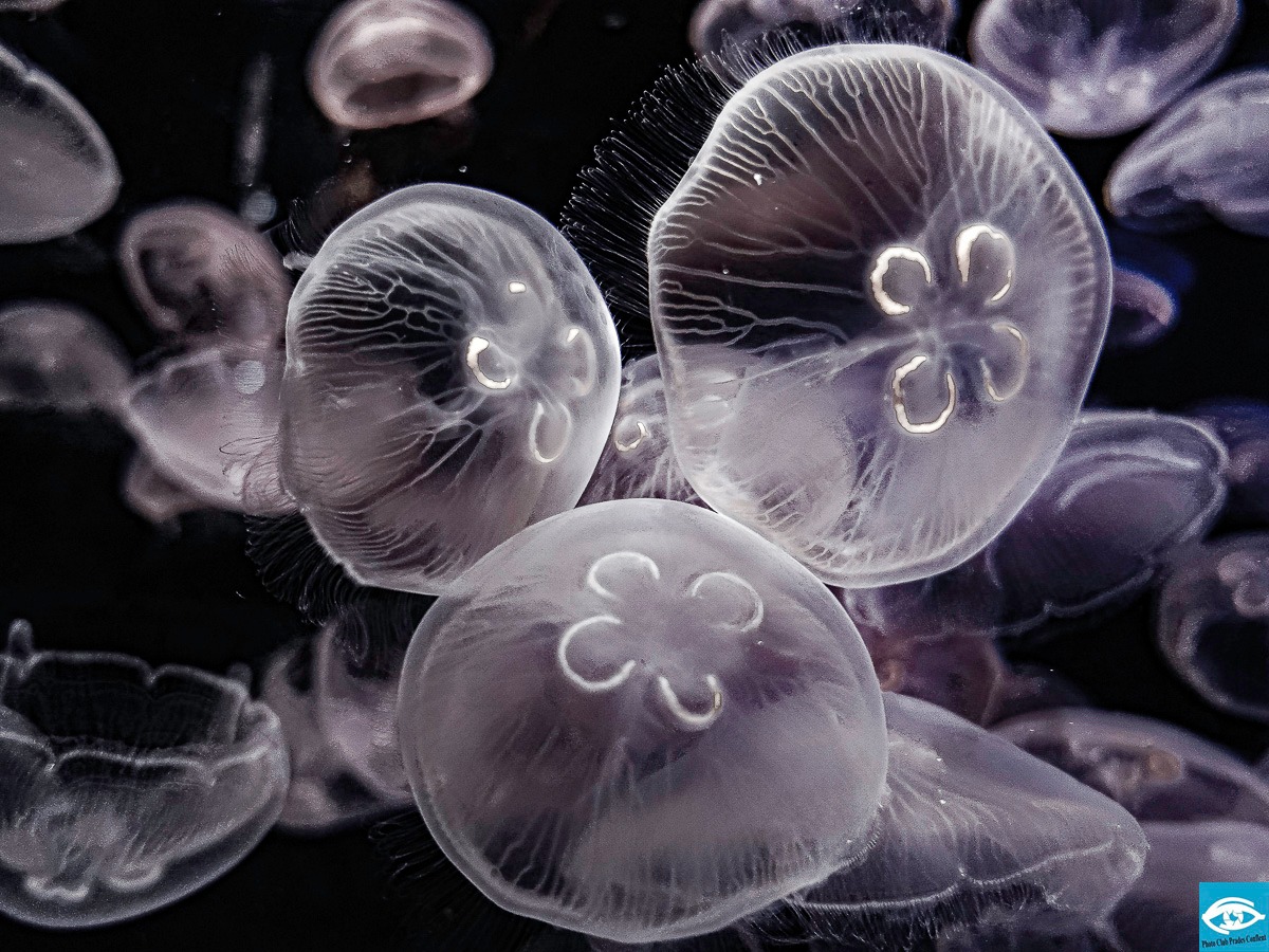 Photoclub Prades-Conflent 2026